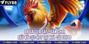 Đá Gà Cựa Sắt - Sân Chơi Đấu Kê Cực Hot Tại Nhà Cái Fly88